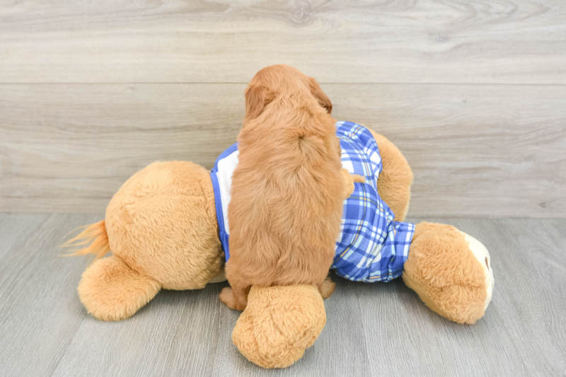 Meet Kellen - our Cavapoo Puppy Photo 2/3 - Florida Fur Babies