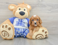 7 week old Cavapoo Puppy For Sale - Florida Fur Babies