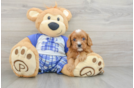 Funny Cavapoo Poodle Mix Pup