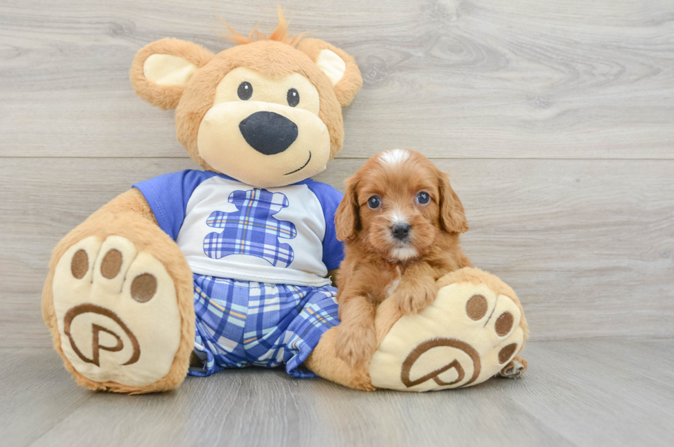 7 week old Cavapoo Puppy For Sale - Florida Fur Babies