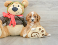 8 week old Cavapoo Puppy For Sale - Florida Fur Babies
