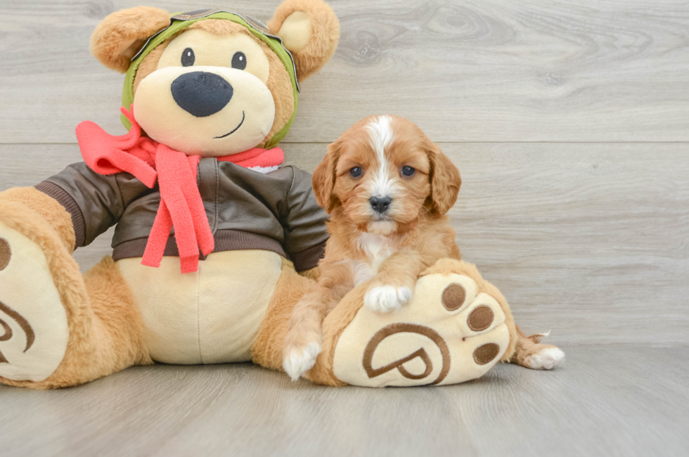 5 week old Cavapoo Puppy For Sale - Florida Fur Babies