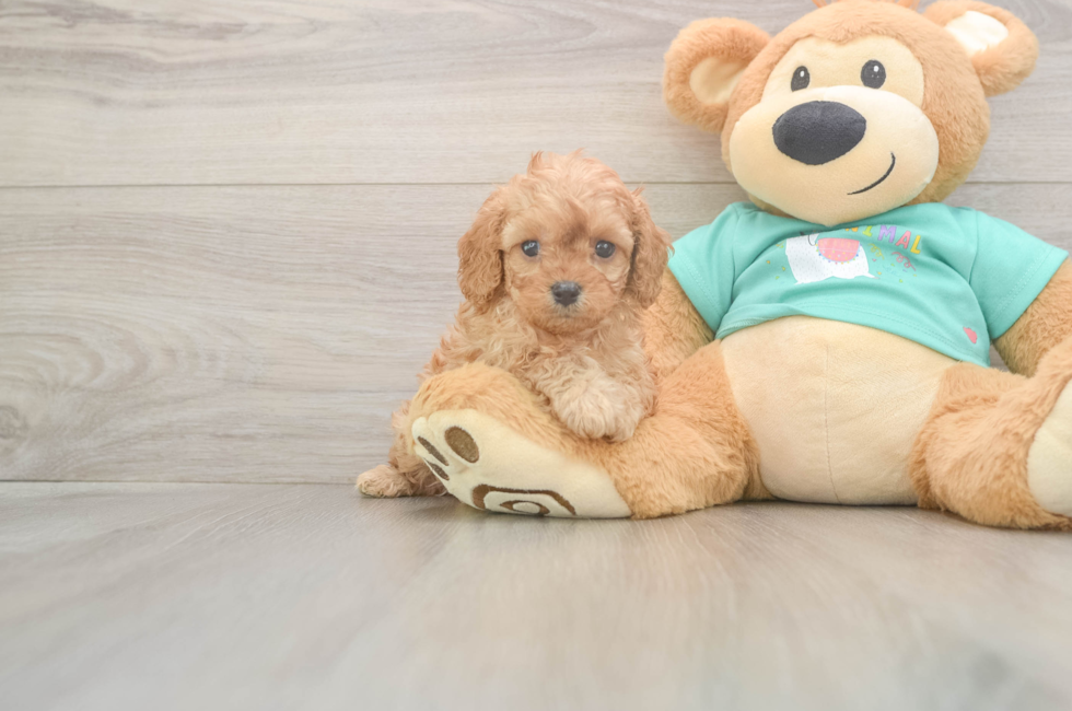 5 week old Cavapoo Puppy For Sale - Florida Fur Babies
