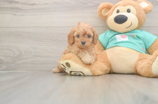 5 week old Cavapoo Puppy For Sale - Florida Fur Babies Best Cavapoo Baby