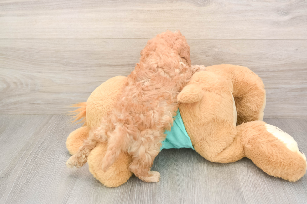 Hypoallergenic Cavadoodle Poodle Mix Puppy