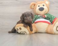 7 week old Cavapoo Puppy For Sale - Florida Fur Babies