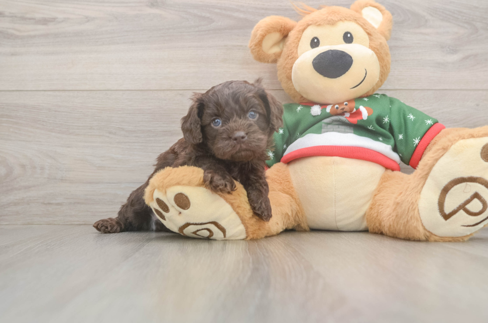 5 week old Cavapoo Puppy For Sale - Florida Fur Babies