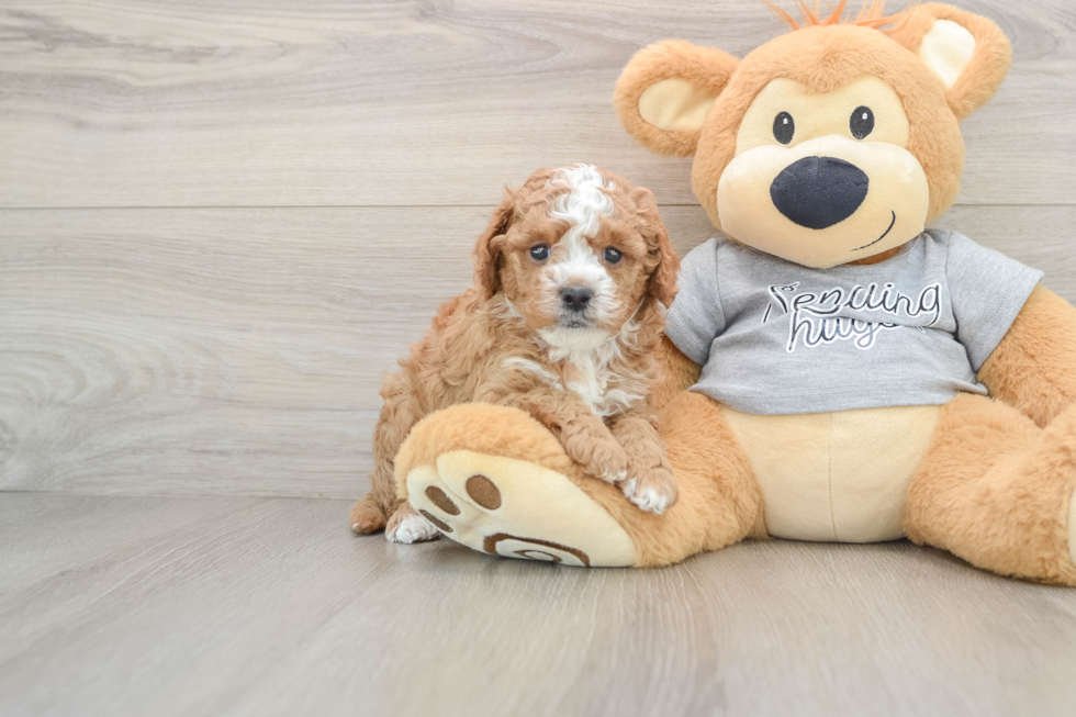 Best Cavapoo Baby