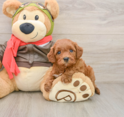 7 week old Cavapoo Puppy For Sale - Florida Fur Babies
