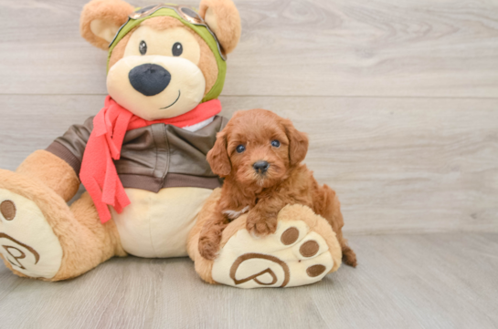 Cavapoo Pup Being Cute