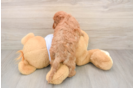 Best Cavapoo Baby