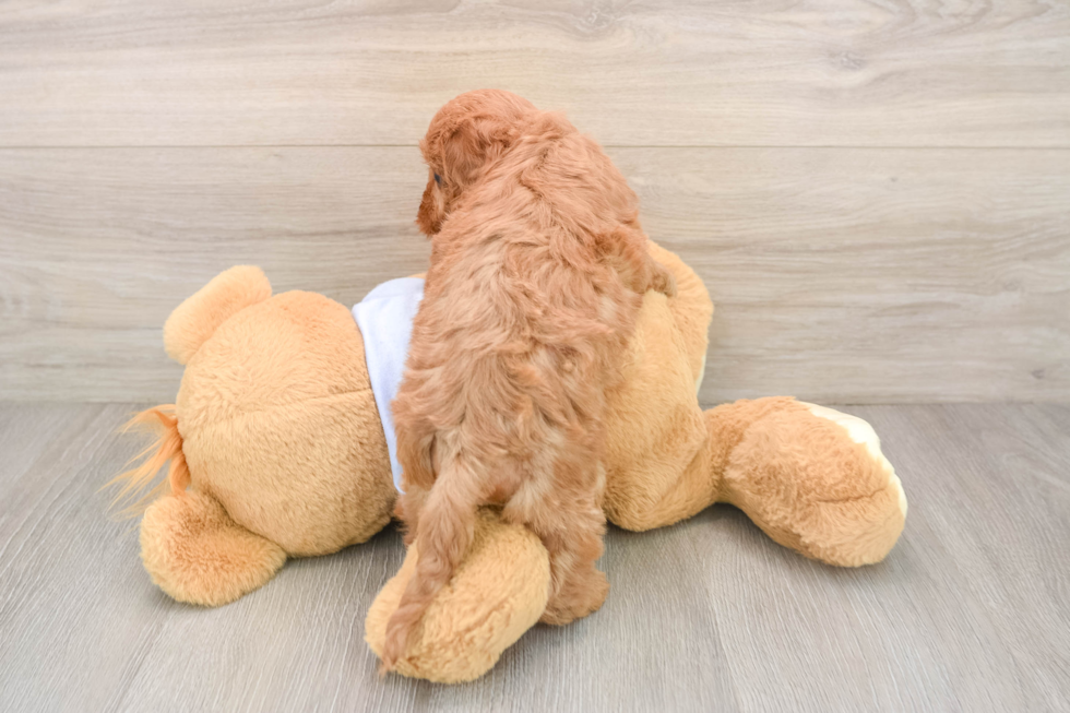 Best Cavapoo Baby