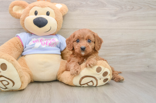 Hypoallergenic Cavadoodle Poodle Mix Puppy