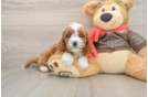 Cavapoo Pup Being Cute