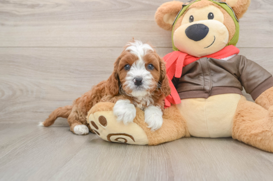 Cavapoo Pup Being Cute