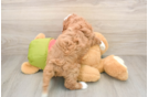 Hypoallergenic Cavadoodle Poodle Mix Puppy