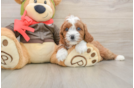 Best Cavapoo Baby