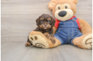 Playful Cavapoodle Poodle Mix Puppy