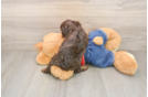 Cavapoo Puppy for Adoption