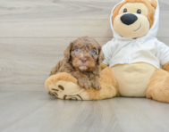 7 week old Cavapoo Puppy For Sale - Florida Fur Babies