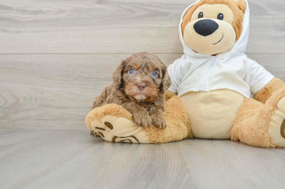 Best Cavapoo Baby