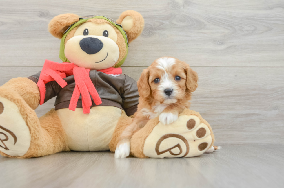 5 week old Cavapoo Puppy For Sale - Florida Fur Babies