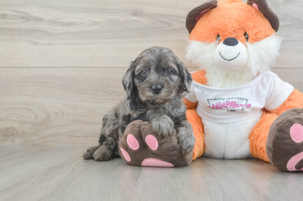5 week old Cavapoo Puppy For Sale - Florida Fur Babies