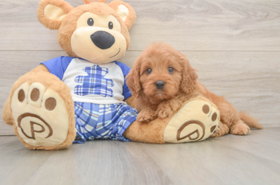 Funny Cavapoo Poodle Mix Pup