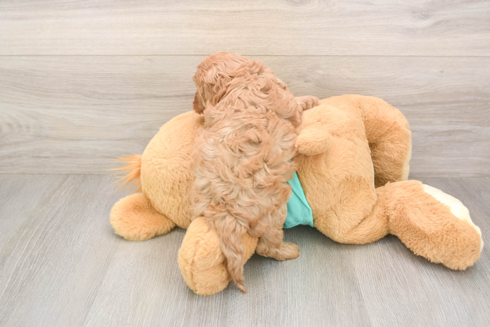 Cavapoo Pup Being Cute