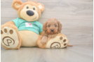 Cavapoo Puppy for Adoption