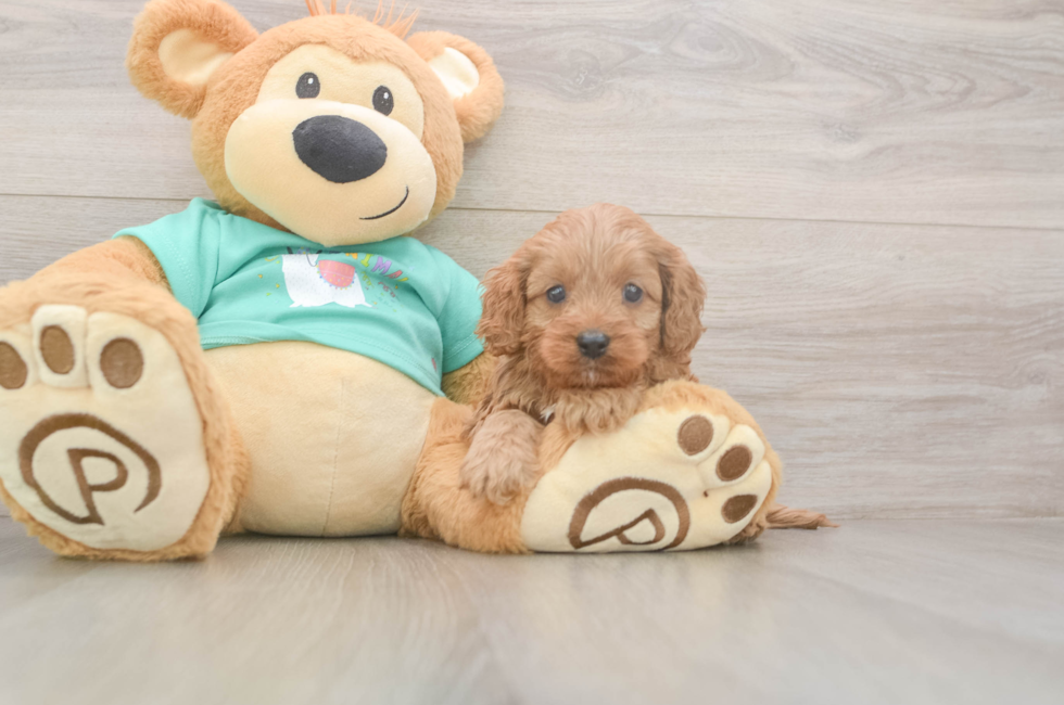 5 week old Cavapoo Puppy For Sale - Florida Fur Babies