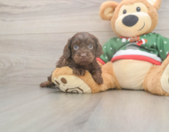 7 week old Cavapoo Puppy For Sale - Florida Fur Babies