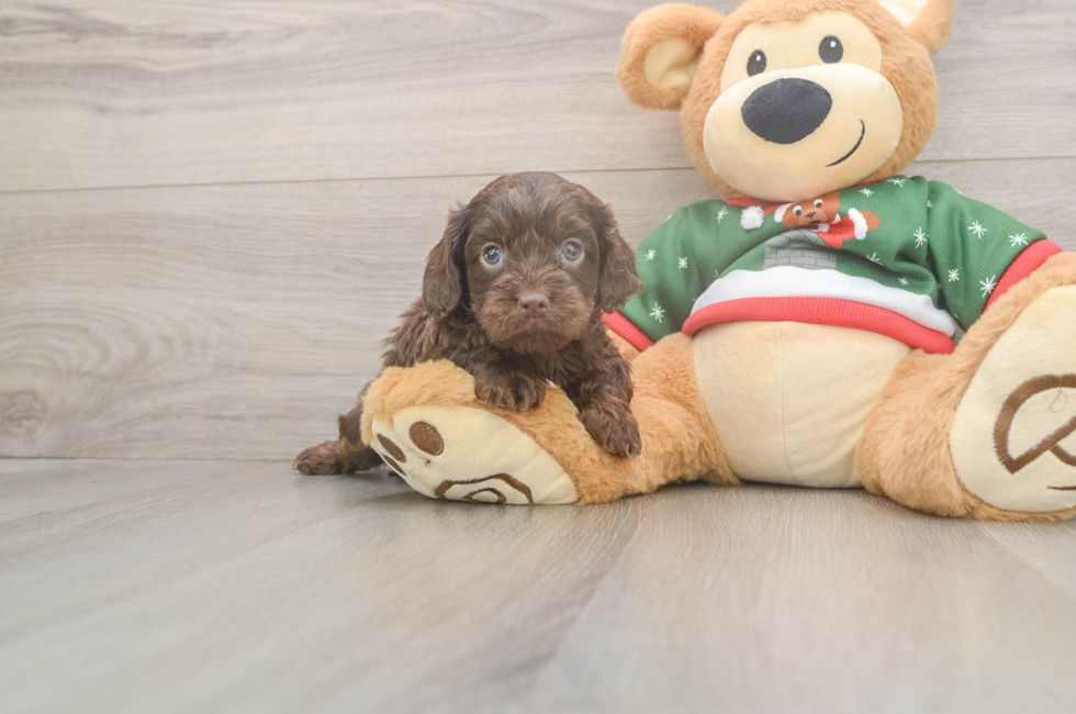 5 week old Cavapoo Puppy For Sale - Florida Fur Babies