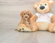 7 week old Cavapoo Puppy For Sale - Florida Fur Babies