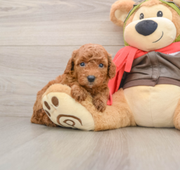 7 week old Cavapoo Puppy For Sale - Florida Fur Babies