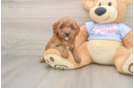 Sweet Cavapoo Baby