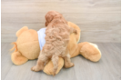 Cavapoo Puppy for Adoption