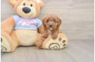Cavapoo Puppy for Adoption