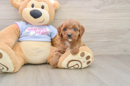 Cavapoo Puppy for Adoption