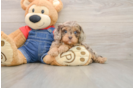 Small Cavapoo Baby