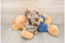 Friendly Cavapoo Baby