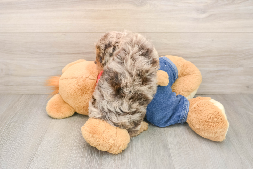 Friendly Cavapoo Baby