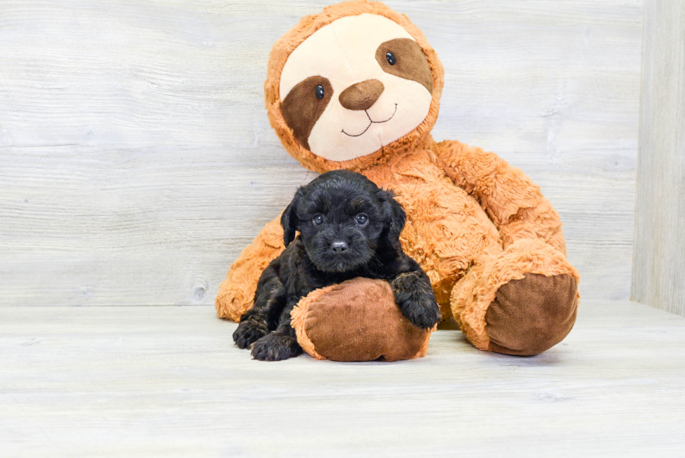 Cute Cavapoo Baby