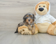 7 week old Cavapoo Puppy For Sale - Florida Fur Babies