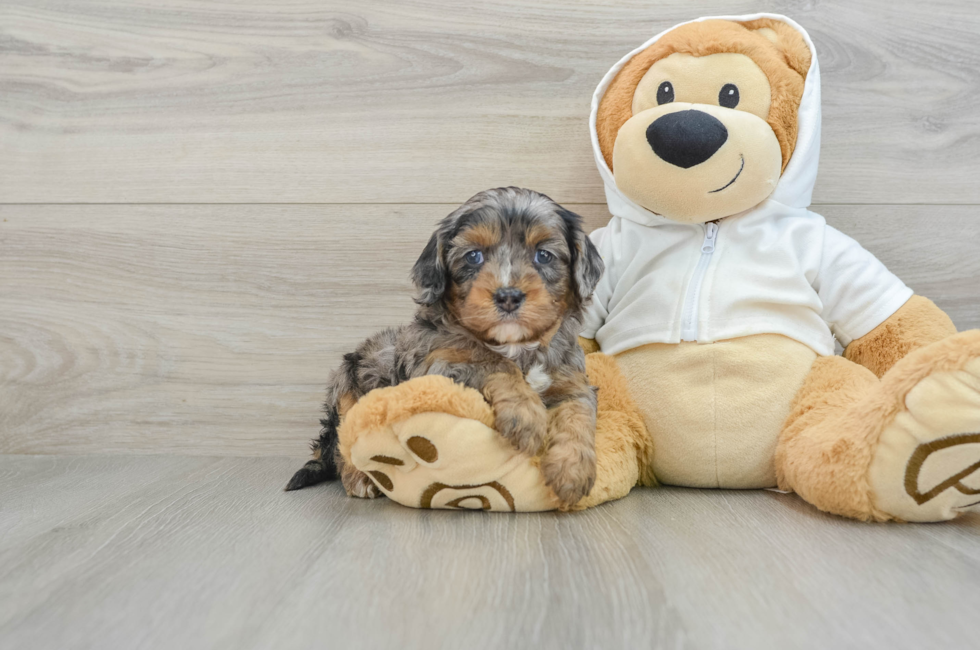 5 week old Cavapoo Puppy For Sale - Florida Fur Babies