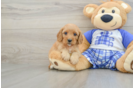 Cavapoo Pup Being Cute