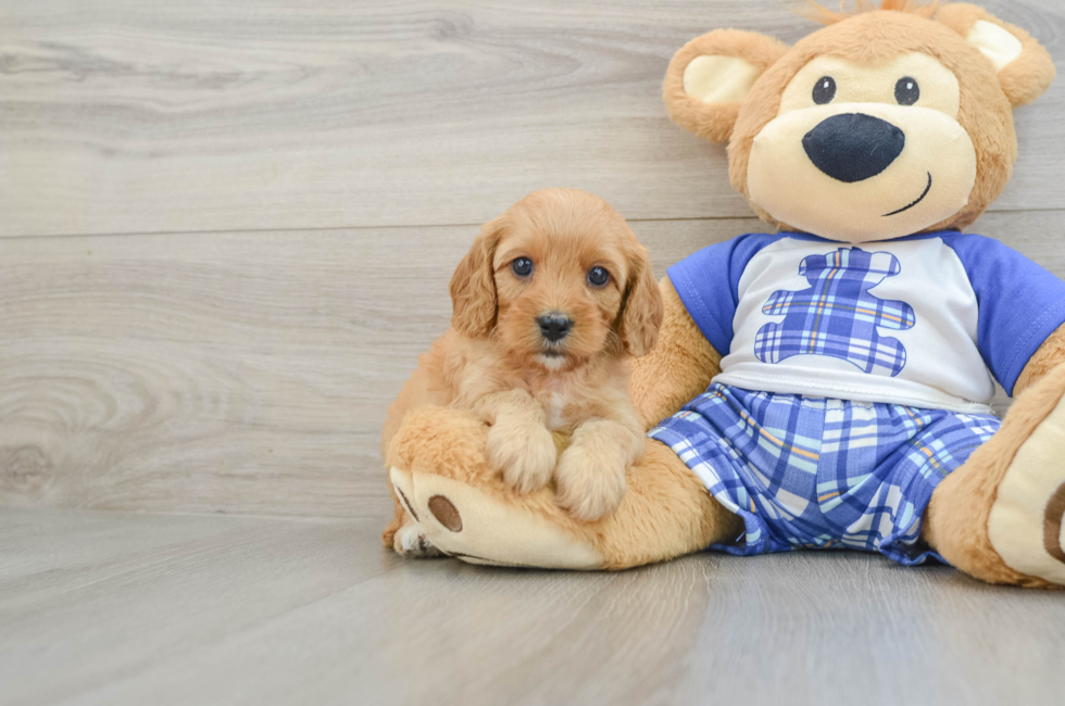 7 week old Cavapoo Puppy For Sale - Florida Fur Babies