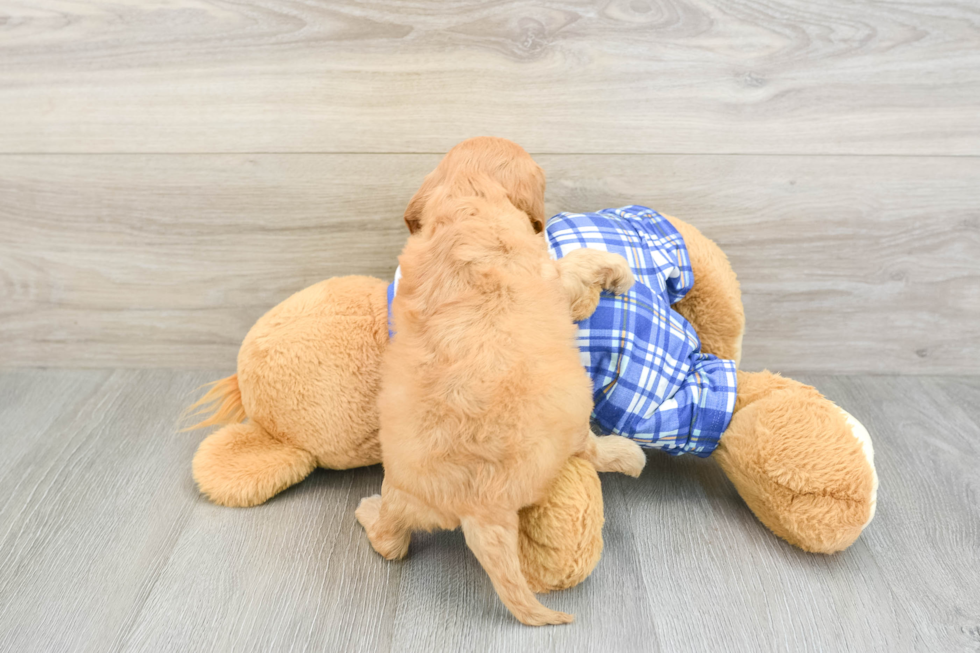 Small Cavapoo Baby