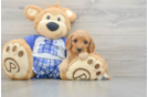 Cavapoo Pup Being Cute