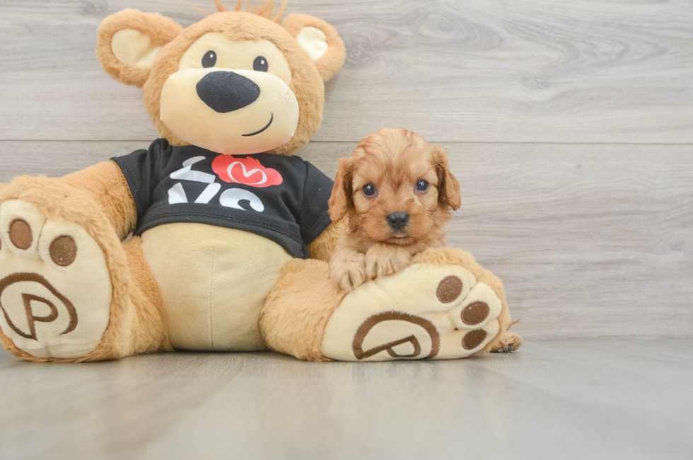 6 week old Cavapoo Puppy For Sale - Florida Fur Babies